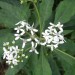 Frostweed/Wingstem